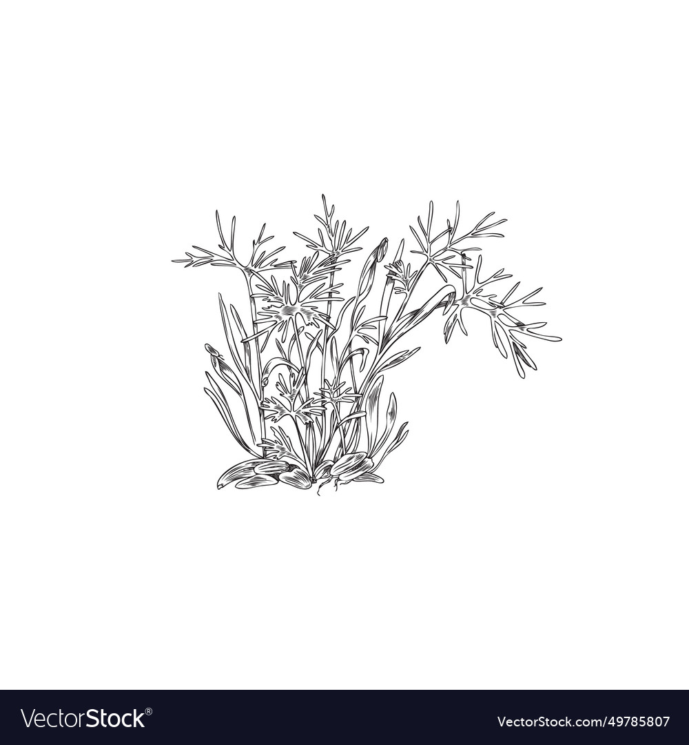 Fennel microgreen hand drawn sketch Royalty Free Vector