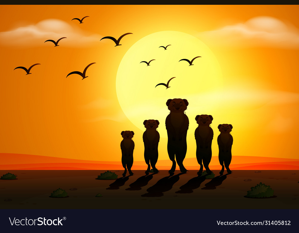 Silhouette scene with meerkats at sunset