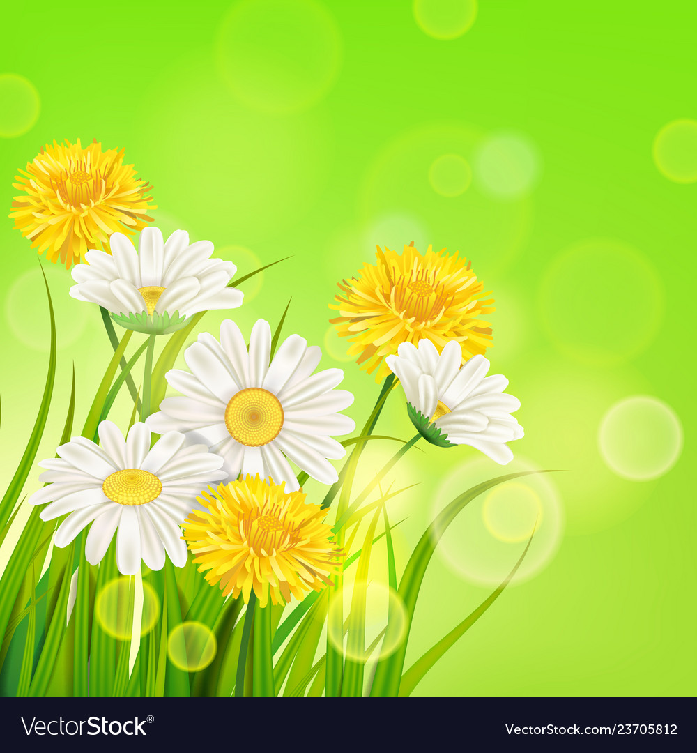 Spring daisies and dandelions background fresh