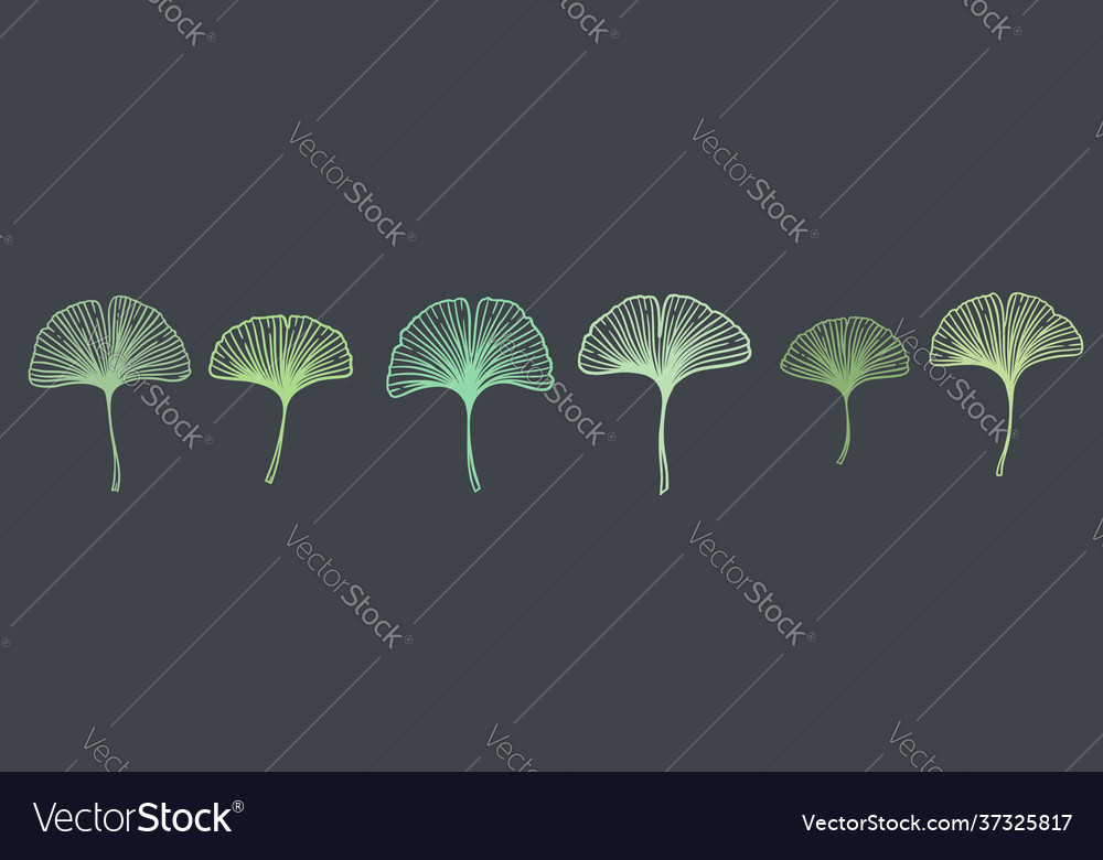 Ginkgo biloba leaves set