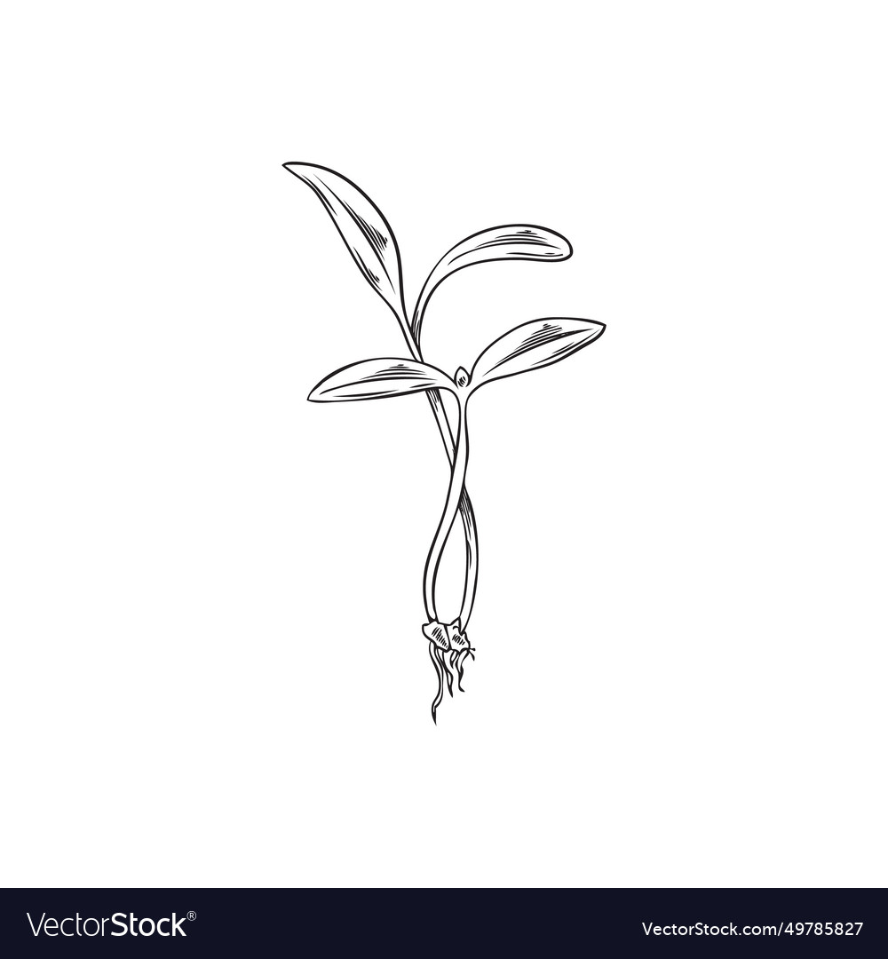 Microgreens amaranth plant hand drawn natural Vector Image