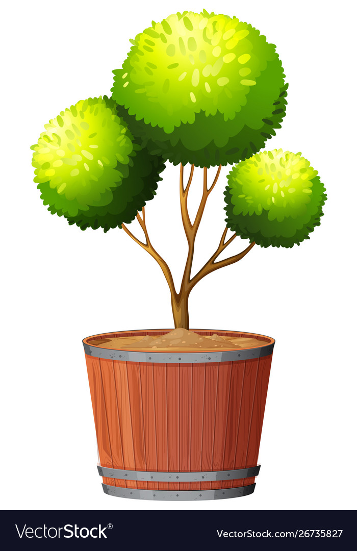 Plant in pot with soil isolated