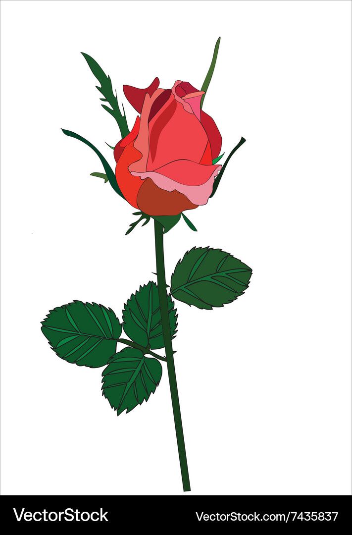 Red rose Royalty Free Vector Image - VectorStock