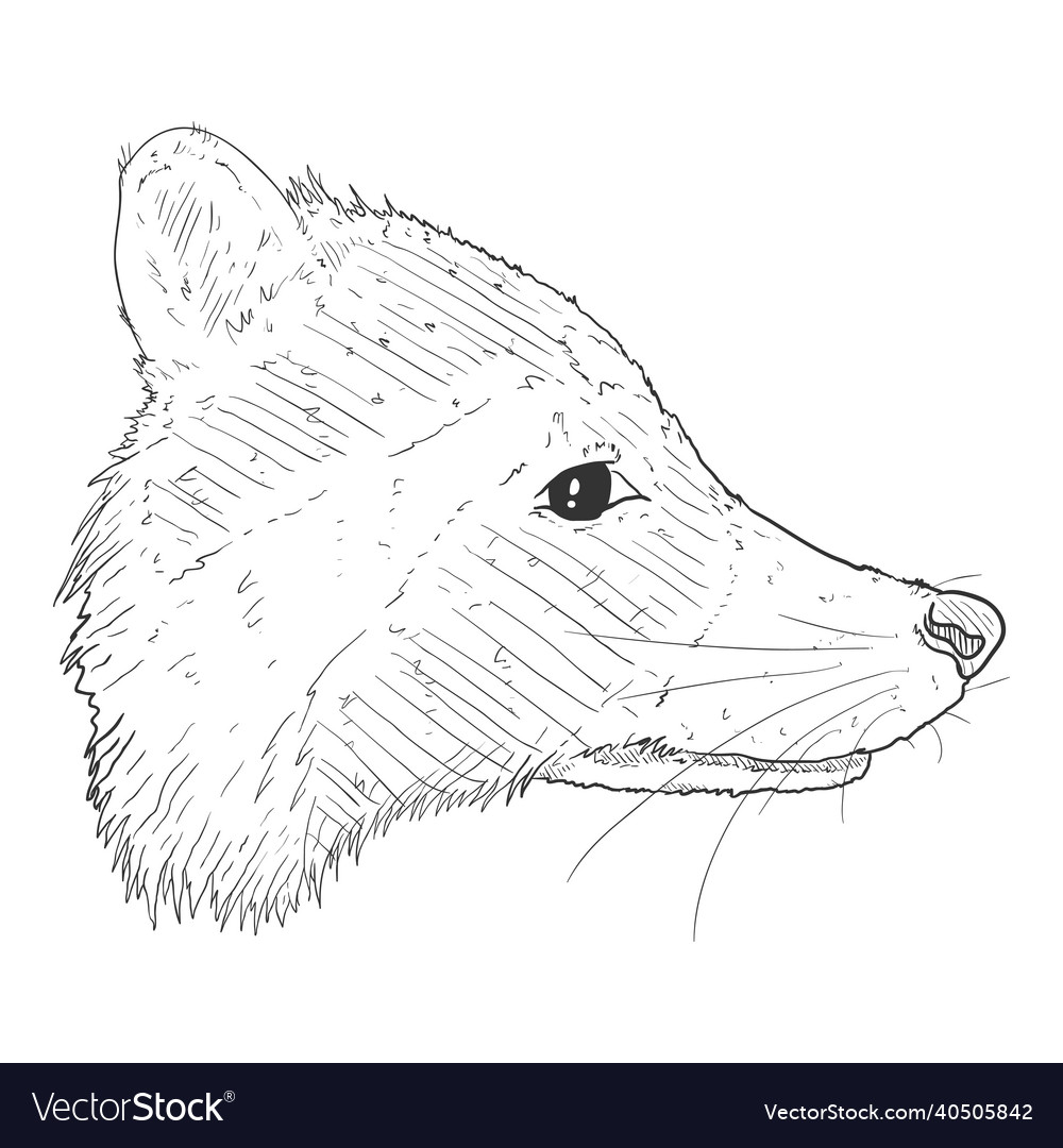 Sketch raccoon head racoon face