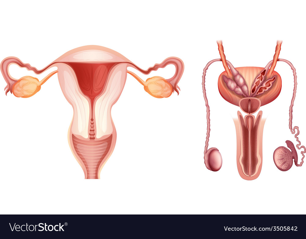 The Male And Female Reproductive Systems Vector Image