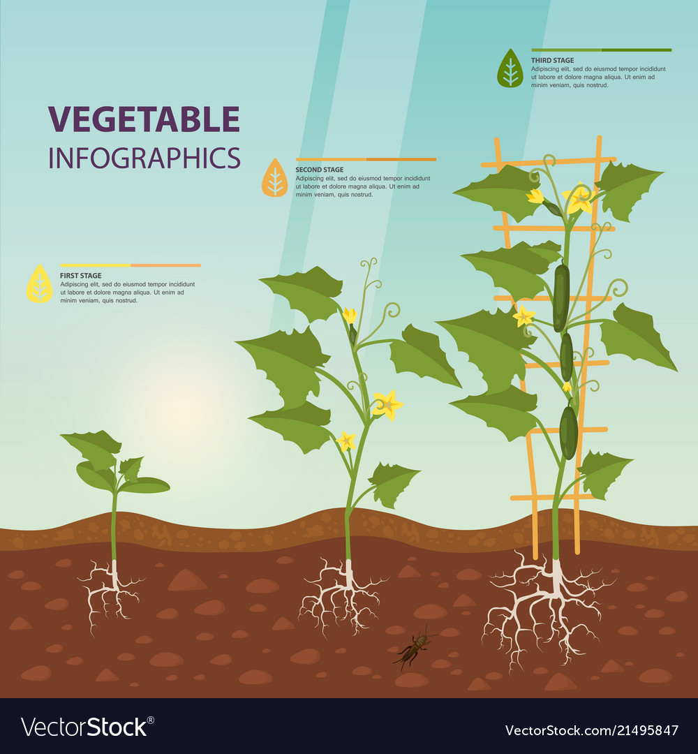 Cucumber or cuke on creeping vine infographic Vector Image