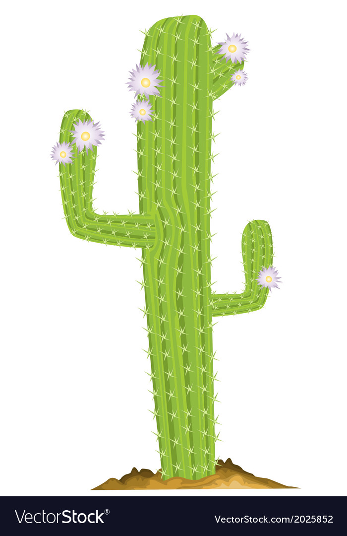 Cactus design Royalty Free Vector Image - VectorStock