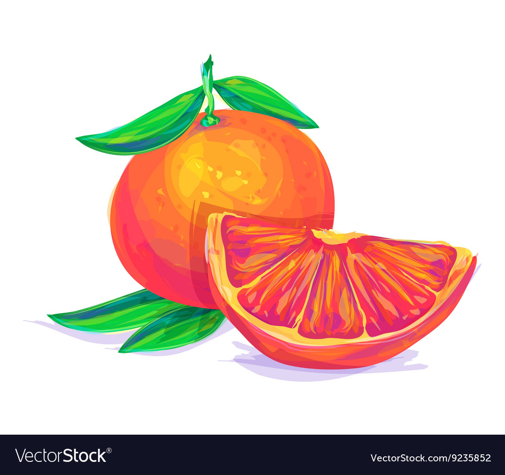 Grapefruit hand drawn on a white background Vector Image