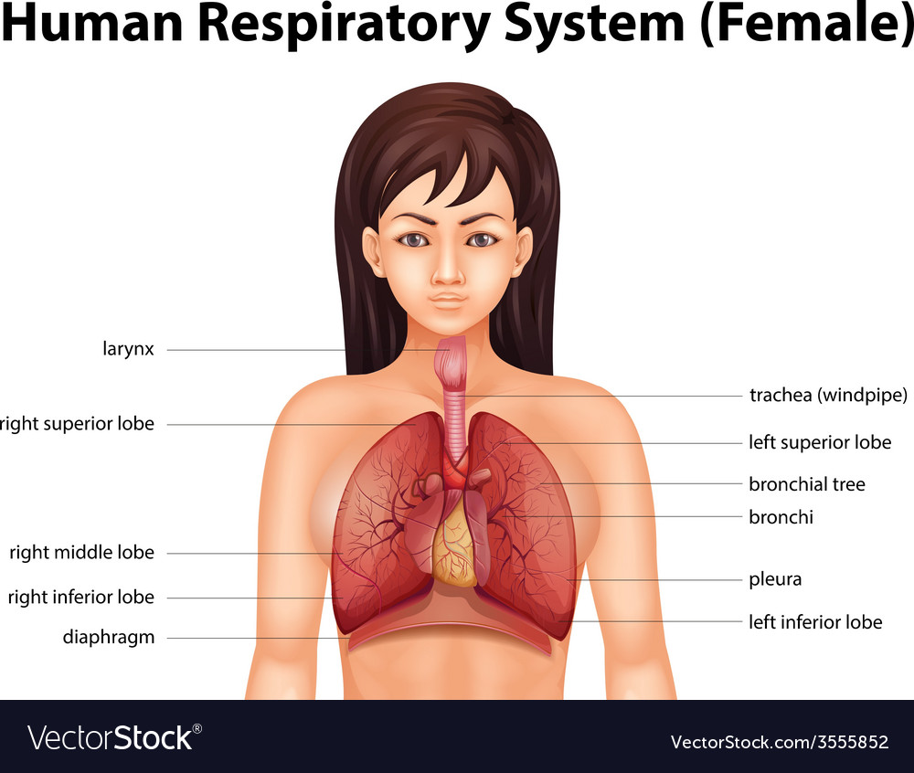 Human respiratory system