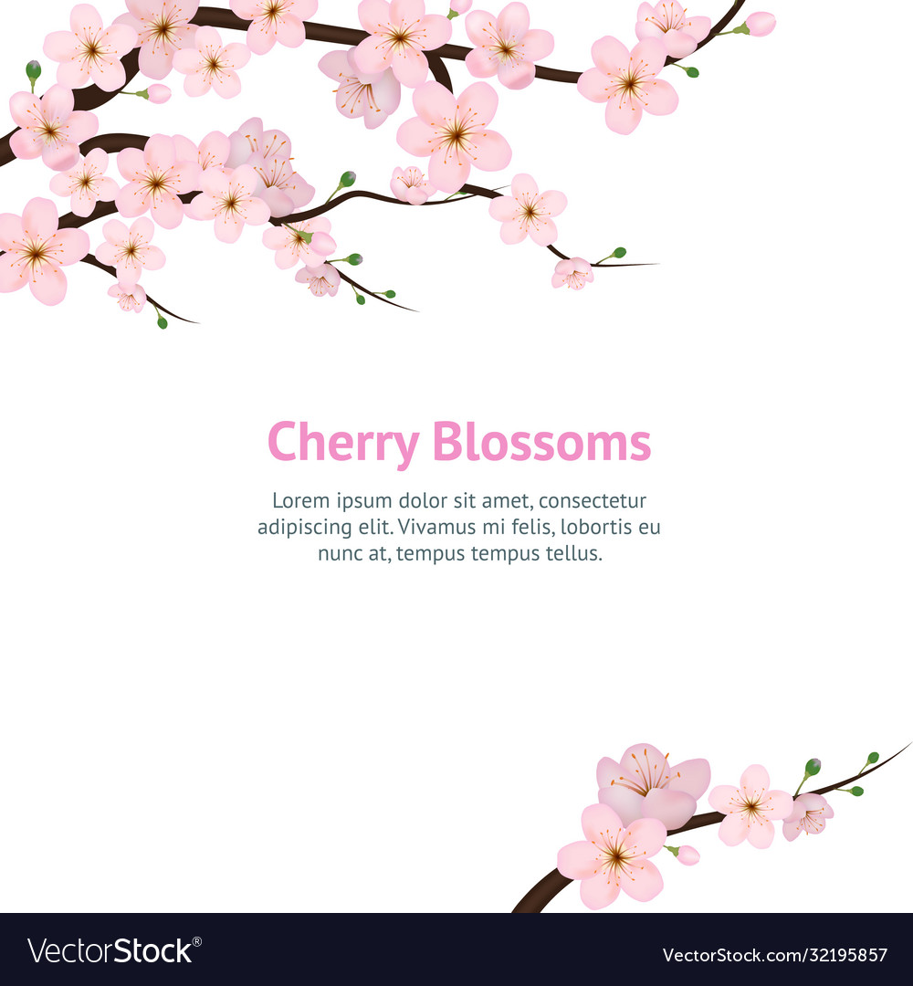 Realistic 3d detailed blooming cherry blossom card vector image Realistic 3d detailed blooming cherry blossom card