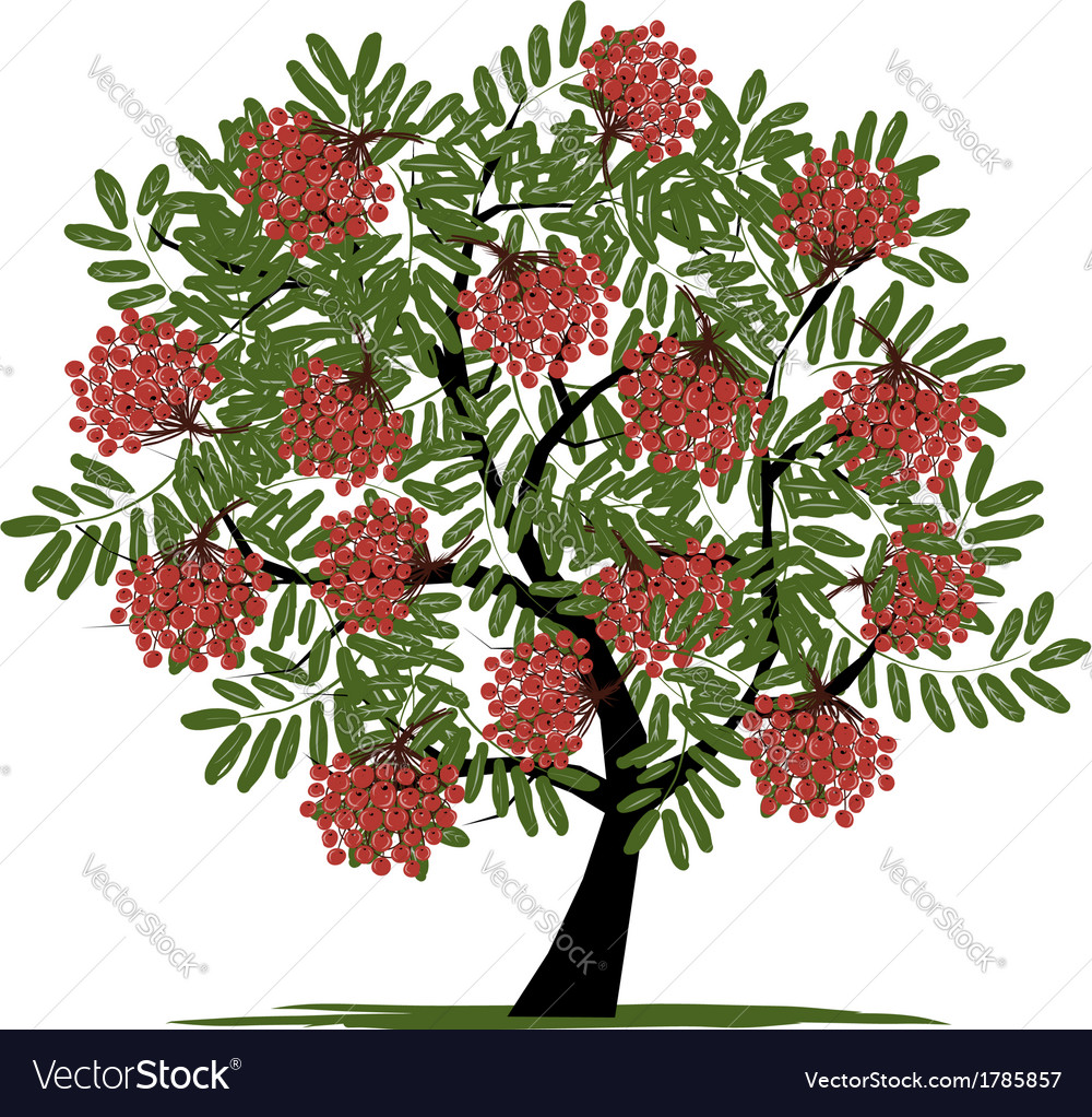 Rowan tree with berries for your design