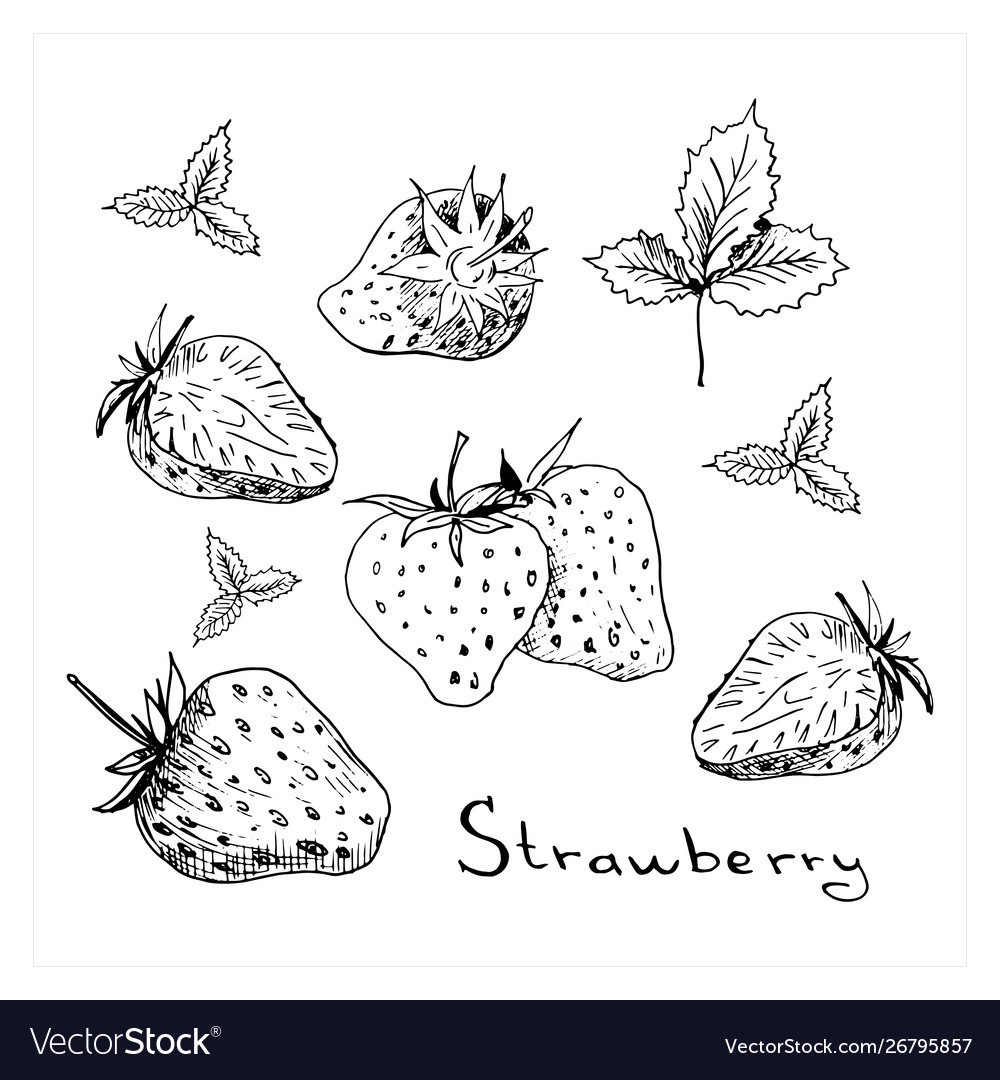 Strawberry set collection isolated sketchy