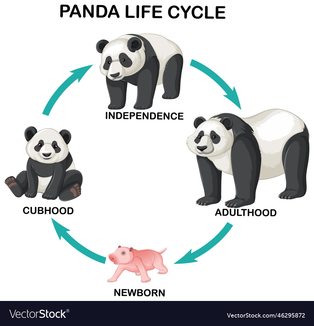 Life Cycle Of A Panda Bear For Kids