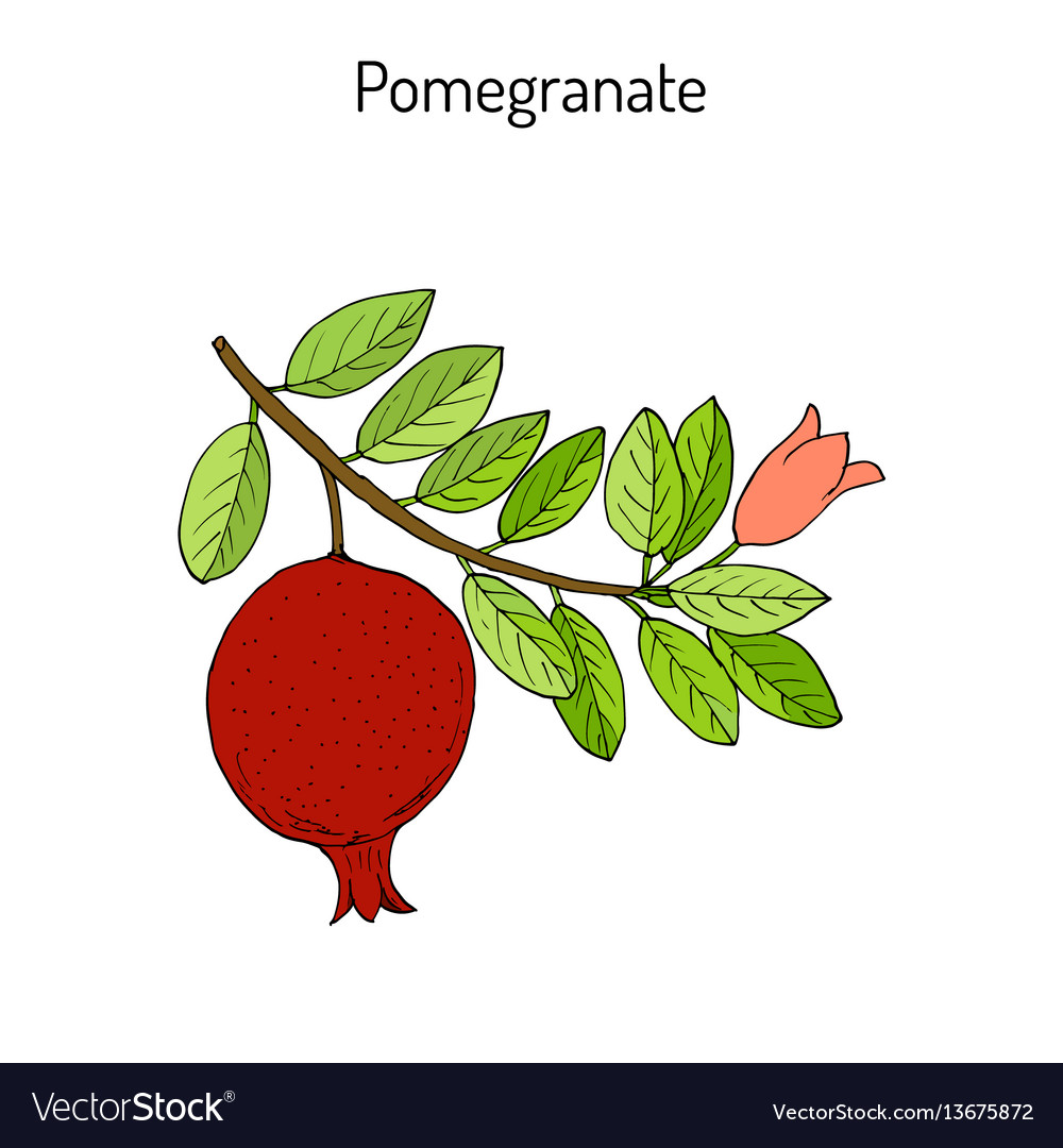 Pomegranate Branch with Fruit