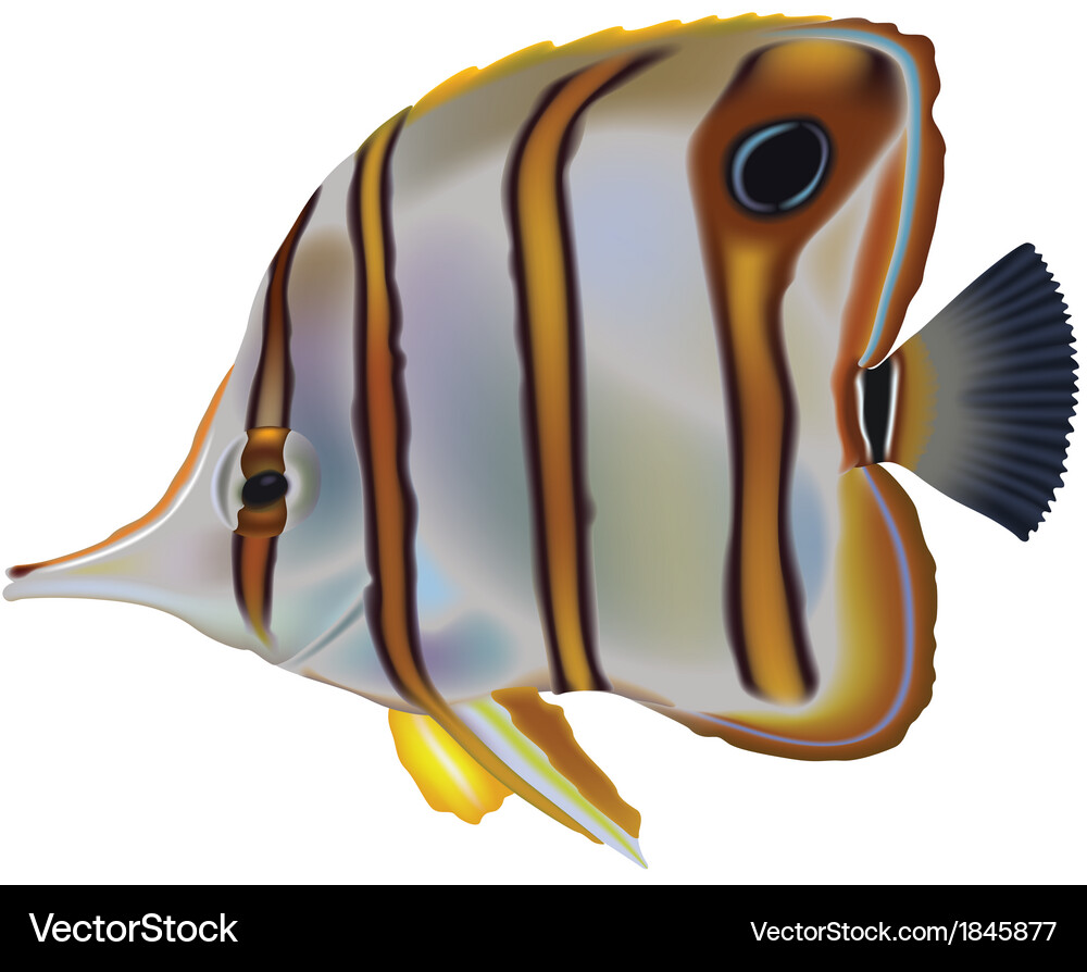 Butterflyfish Royalty Free Vector Image - VectorStock
