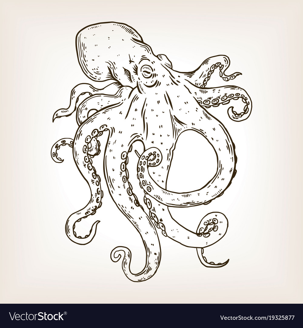 Octopus engraving Royalty Free Vector Image - VectorStock