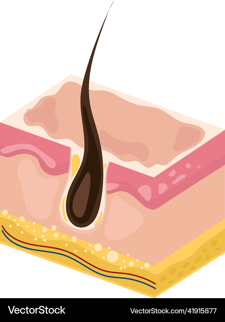 Skin human body part Royalty Free Vector Image