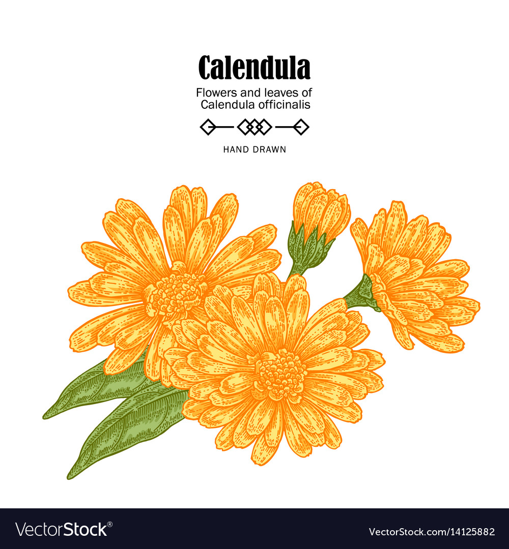 Calendula flowers on white