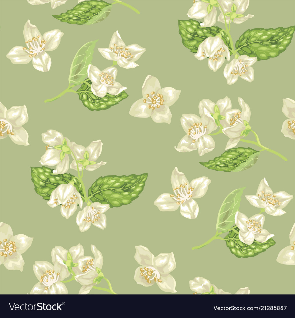 Seamless pattern with jasmine flowers vector image Seamless pattern with jasmine flowers