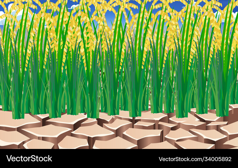 Landscape rice plant on dry soil Royalty Free Vector Image