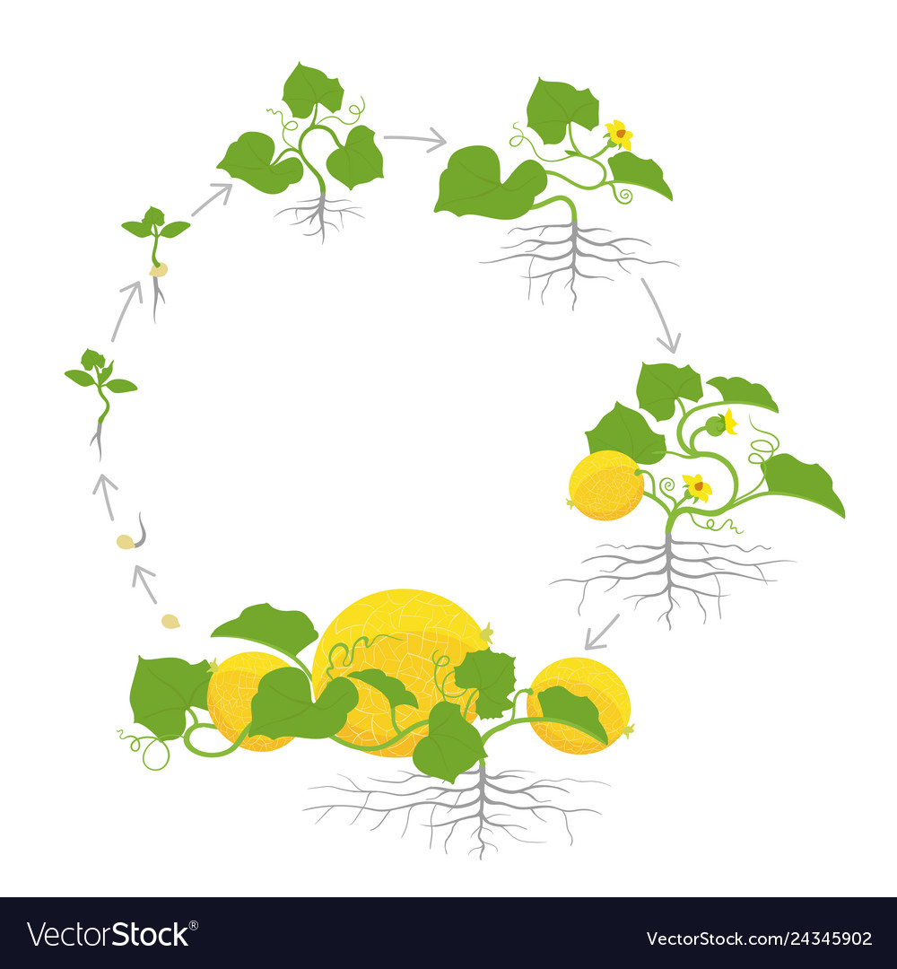 Crop Melon Plant Circular Round Growth Stages Vector Image