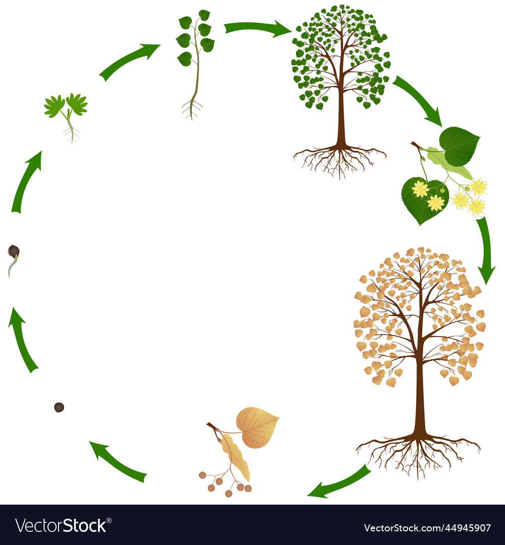 Life cycle of linden tree Royalty Free Vector Image