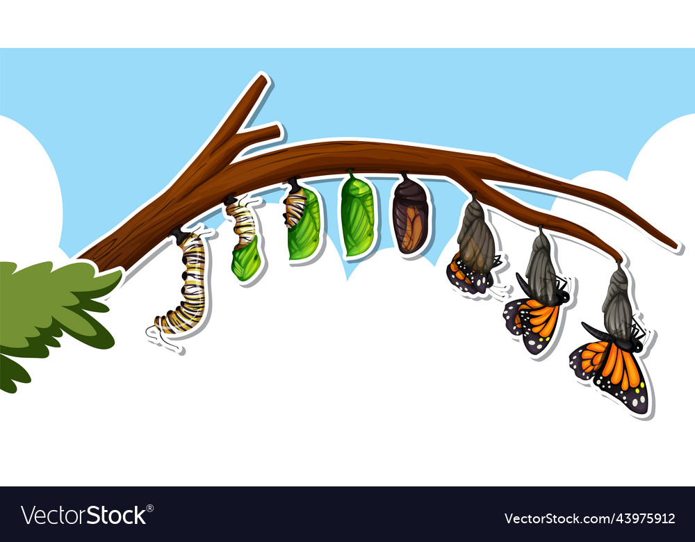 Thumbnail design with life cycles of a butterfly Vector Image