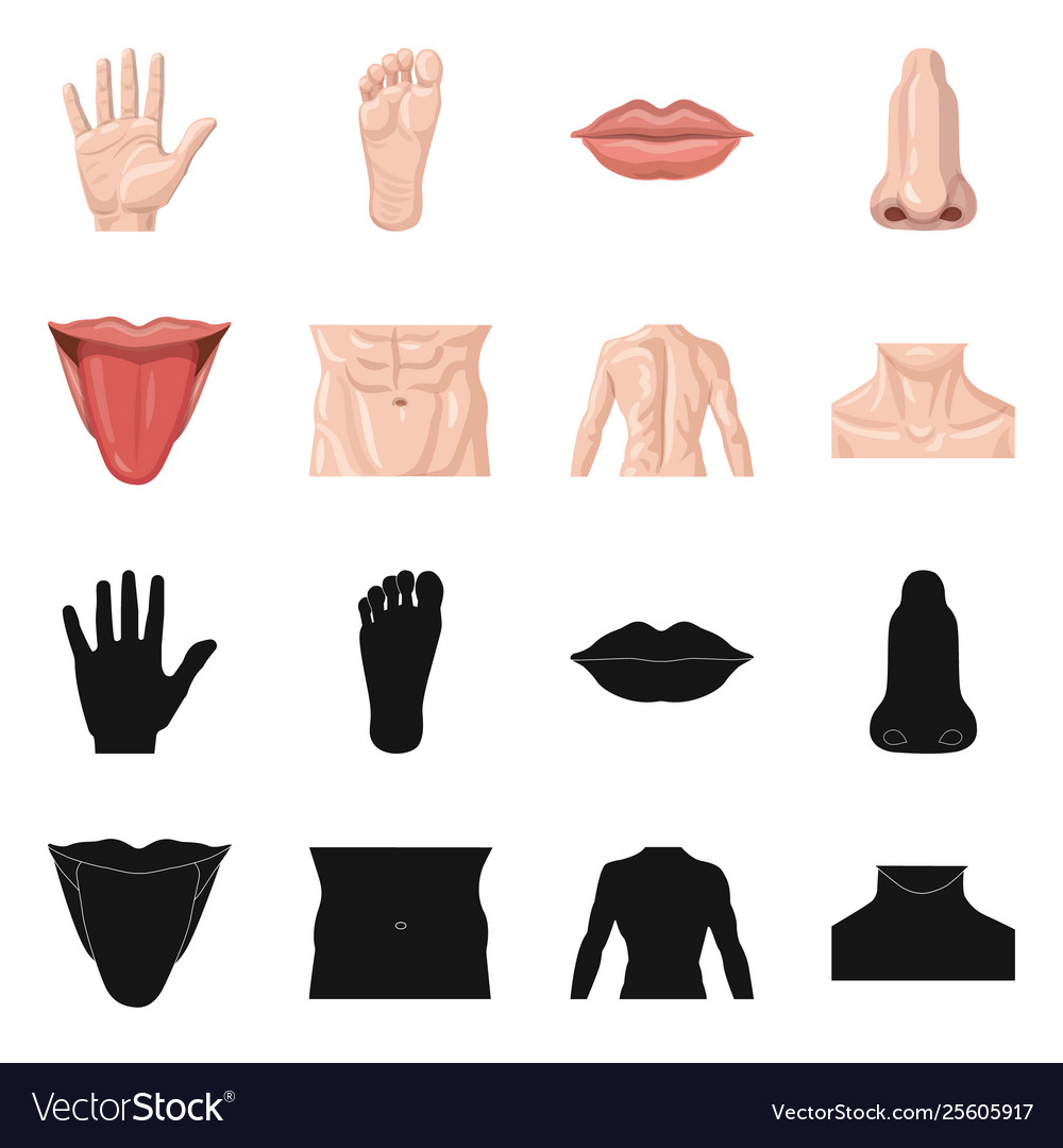 Isolated object human and part symbol vector image Isolated object human and part symbol
