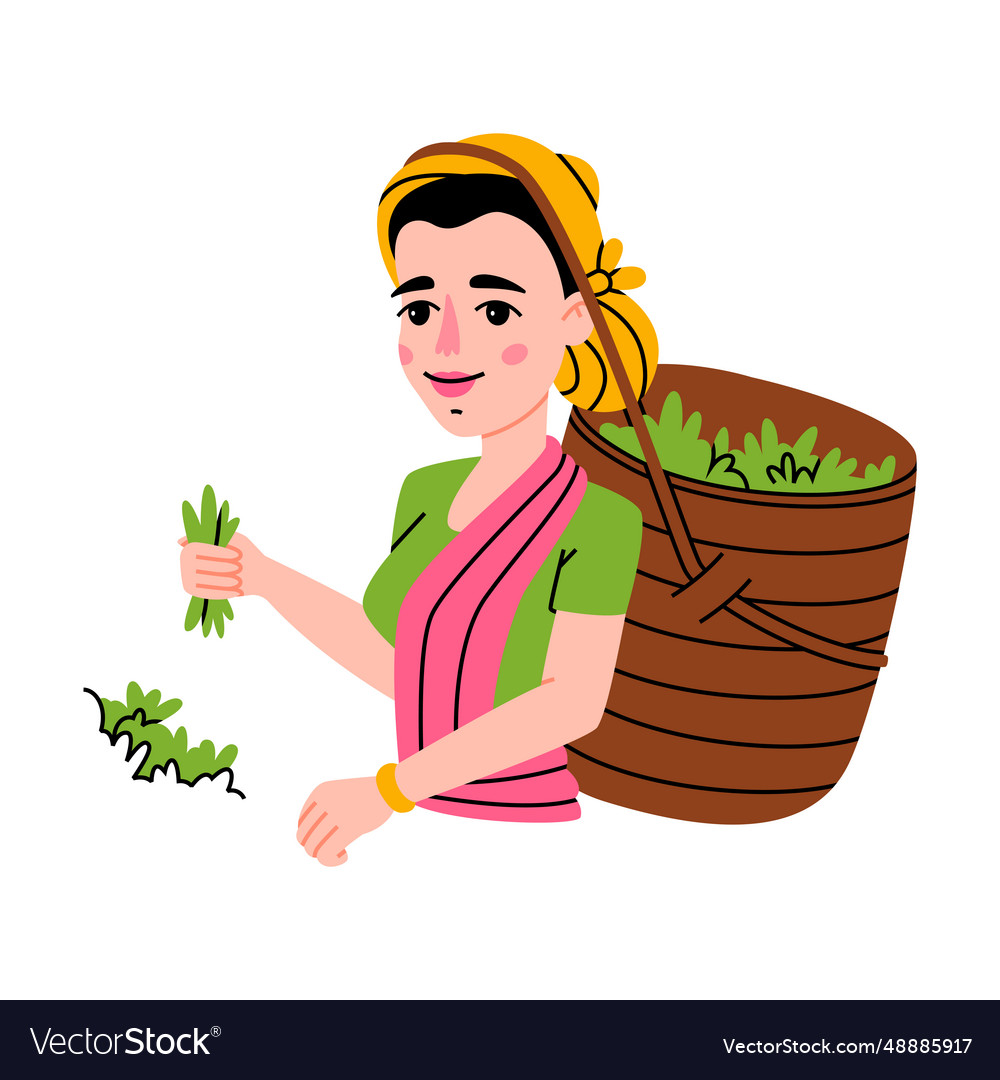 Tea harvest with indian woman gather green leaf Vector Image