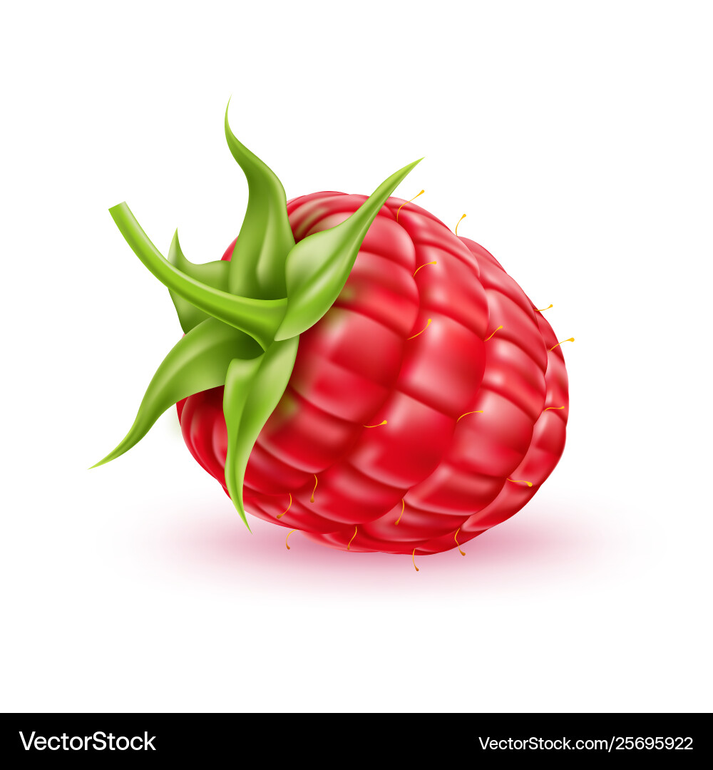Realistic fresh raspberry red fruit Royalty Free Vector