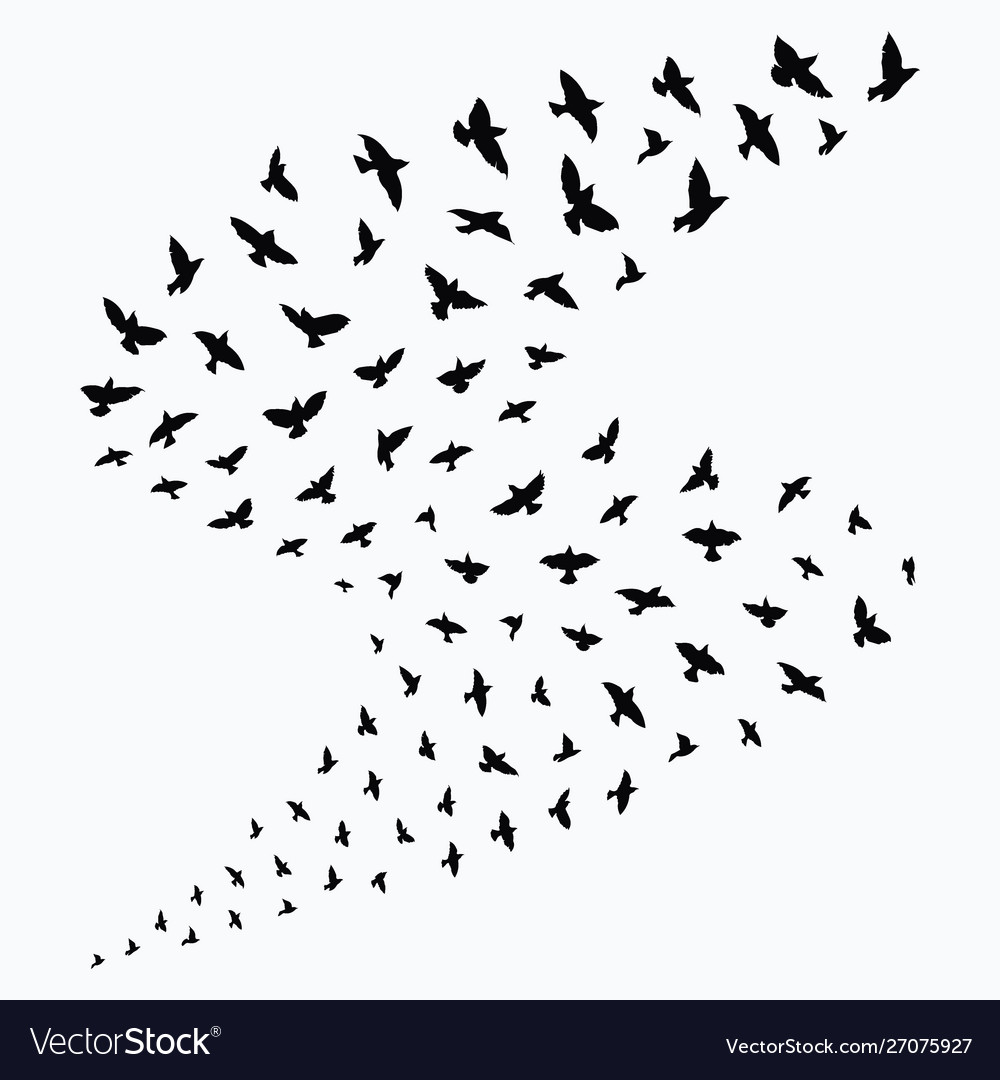 Silhouette a flock birds black contours vector image Silhouette a flock birds black contours