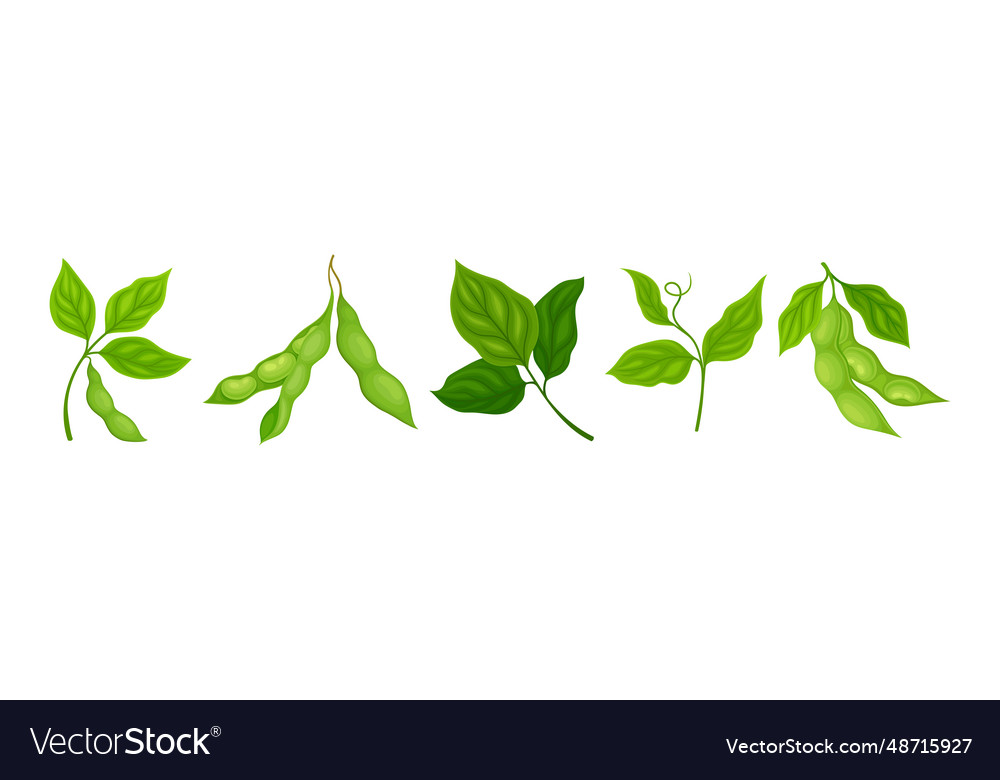 Soy grain legume or pulse crop with green pod Vector Image