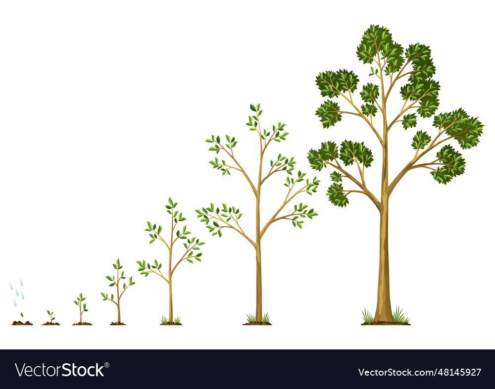 Stages growth of tree from seed watering vector image Stages growth of tree from seed watering