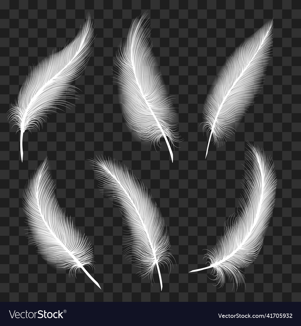 Curved white feathers Royalty Free Vector Image