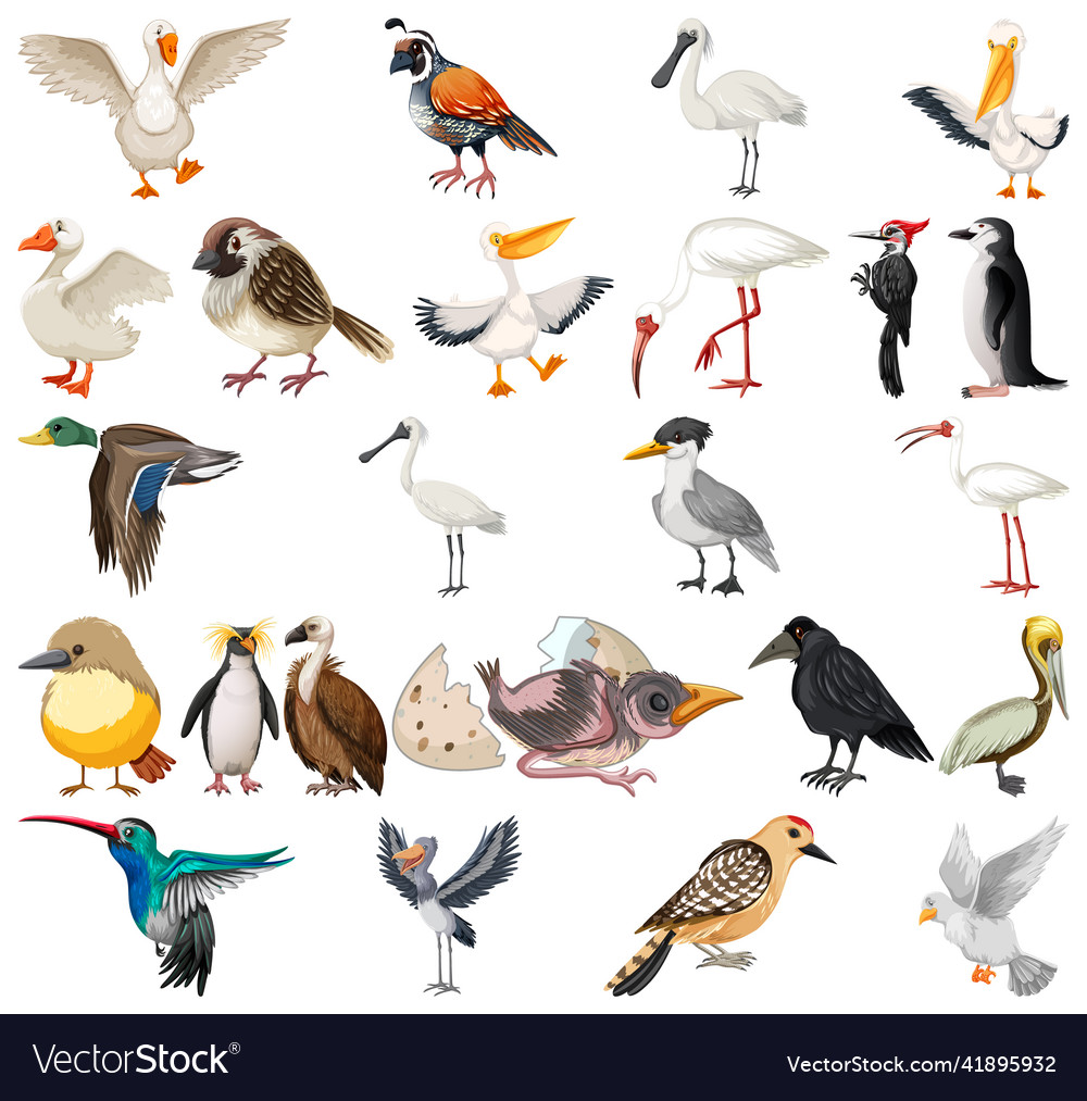 Different kinds of birds collection Royalty Free Vector