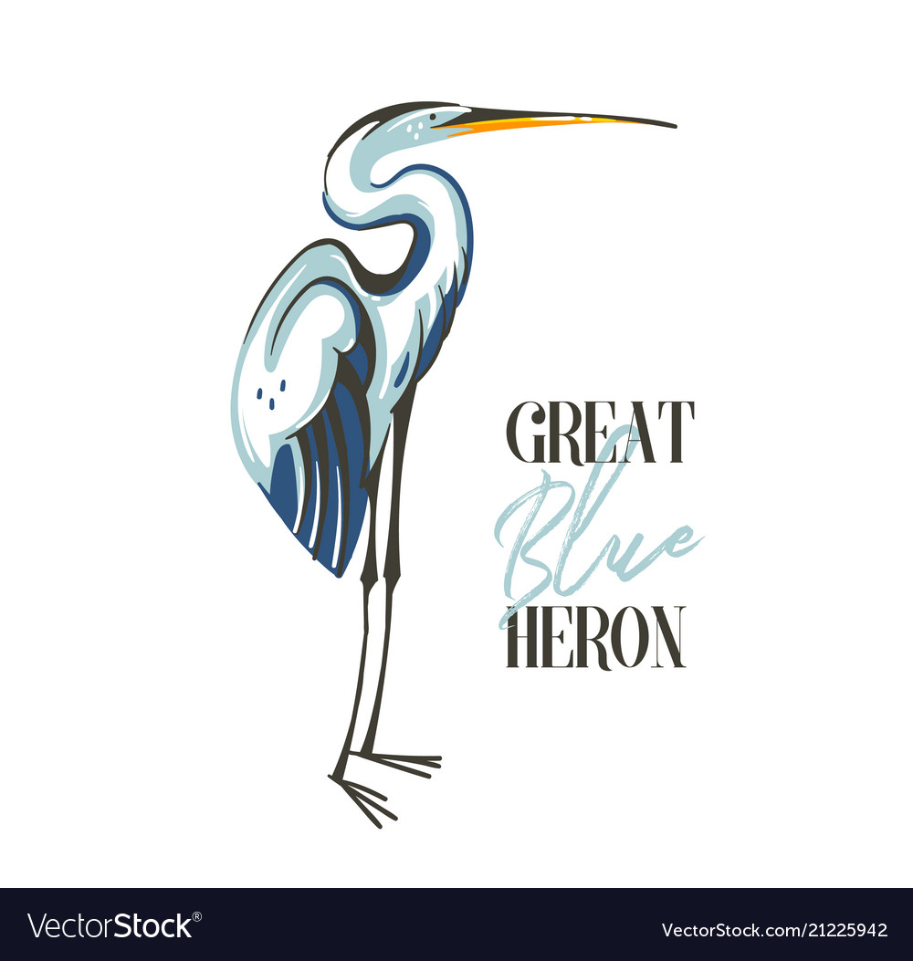 Great Blue Heron auf Weiß