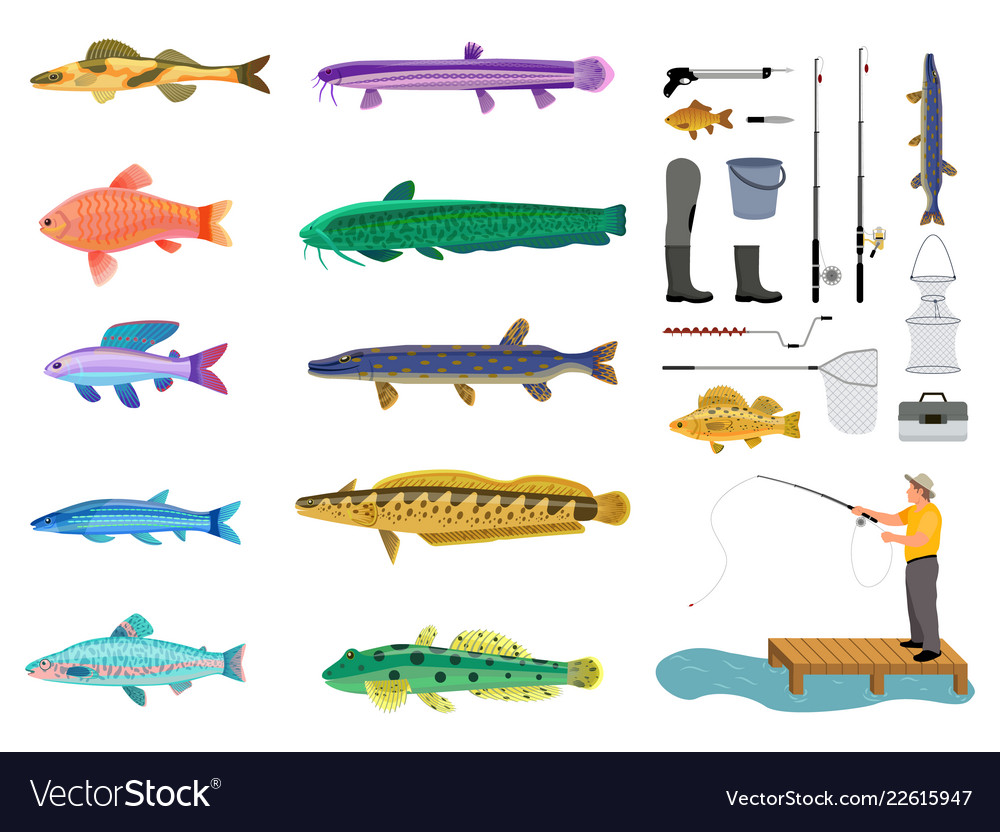 Fishes set and fishing tools collection color card