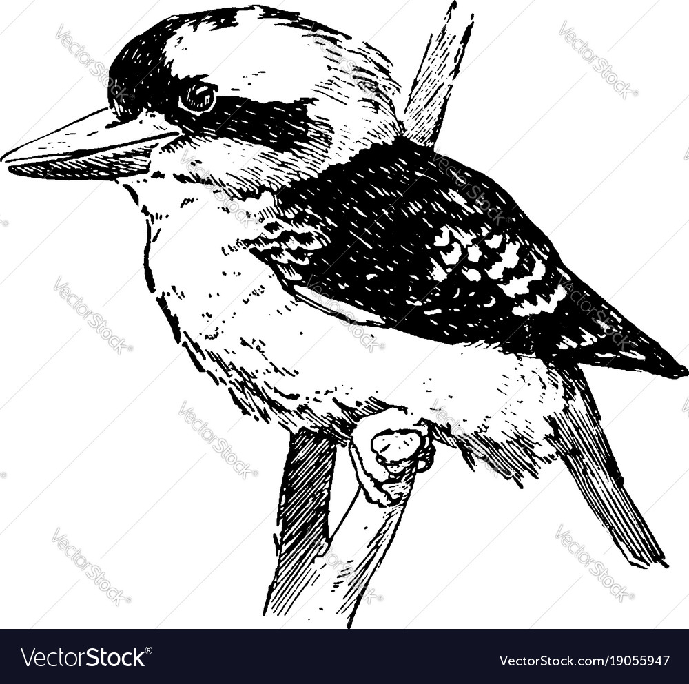 Kookaburra Vintage Royalty Free Vector Image Vectorstock