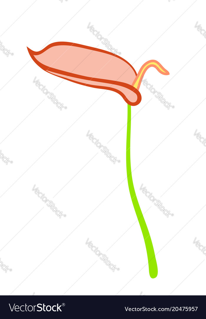 Anthurium flower