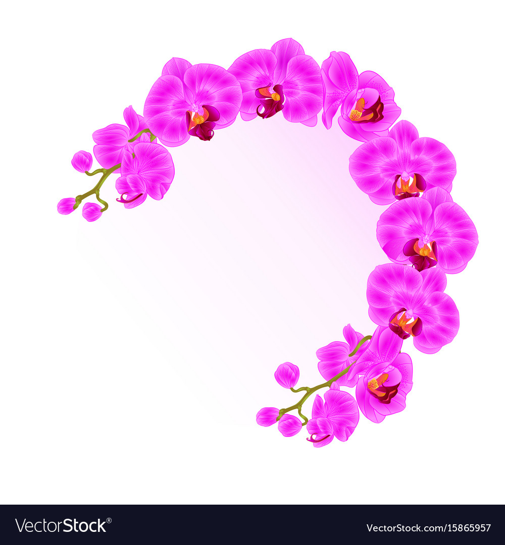 Frame orchid phalaenopsis purple flowers Vector Image