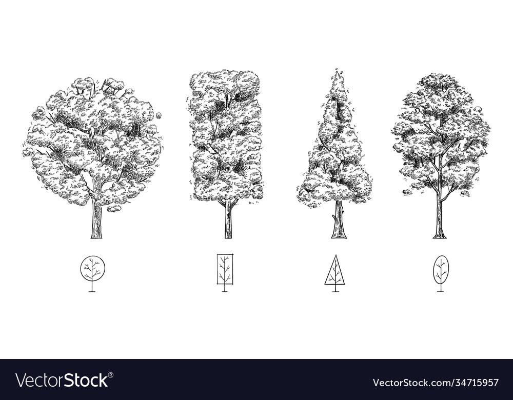 Tree-011-1