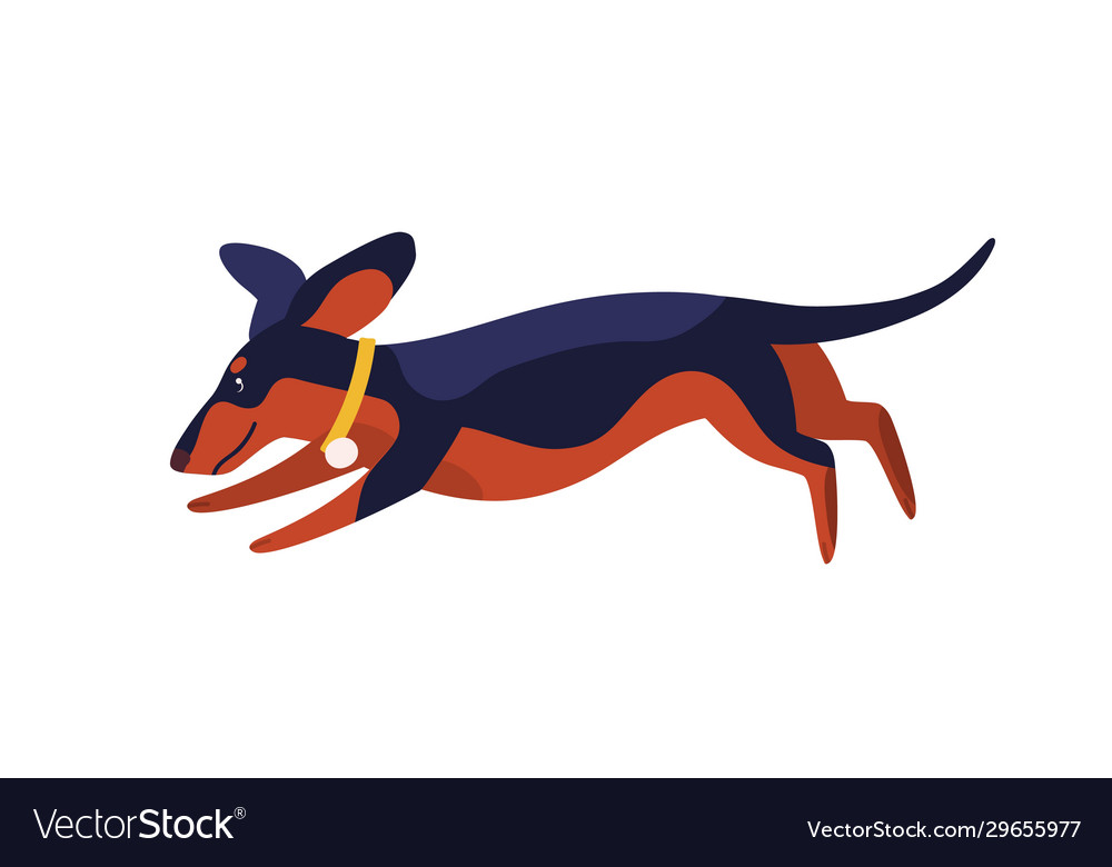 Featured image of post Dachshund Running Vector - Dachshund funny mini dachshund dachshund puppies weenie dogs daschund doggies dapple dachshund chihuahua.