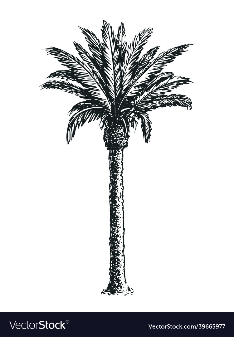 Sketch of palm tree isolated on white background Vector Image