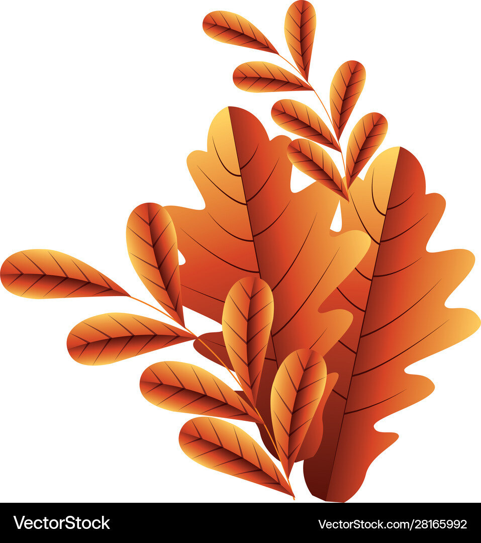 Autumn season leaves design Royalty Free Vector Image