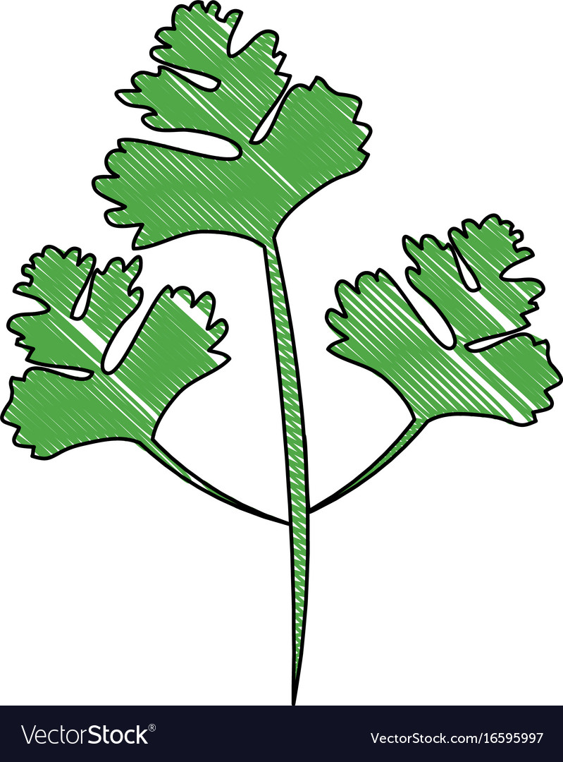 Coriander icon image