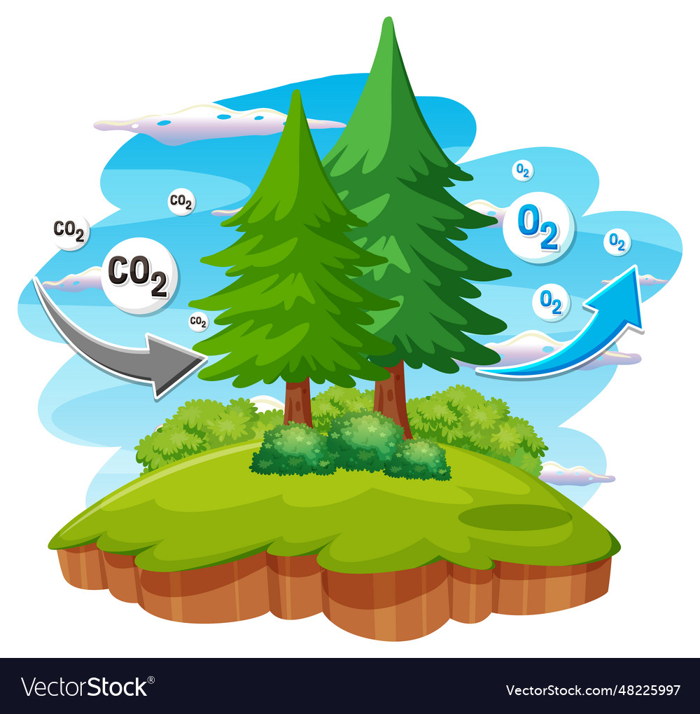 Oxygen cycle diagram for science education Vector Image