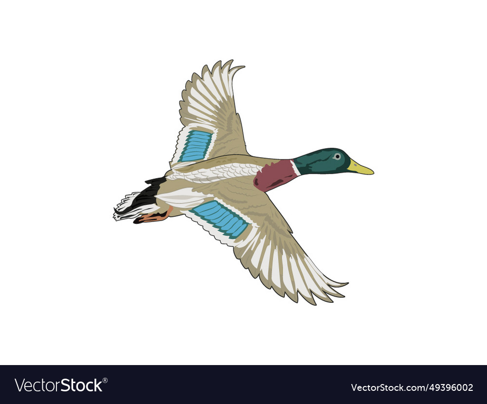 Geese Royalty Free Vector Image - VectorStock