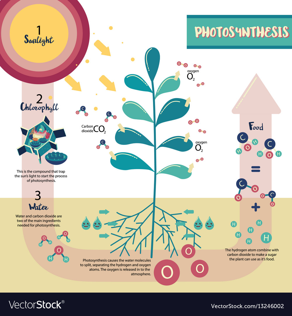 Photosynthesis Process Diagram Royalty Free Vector Image