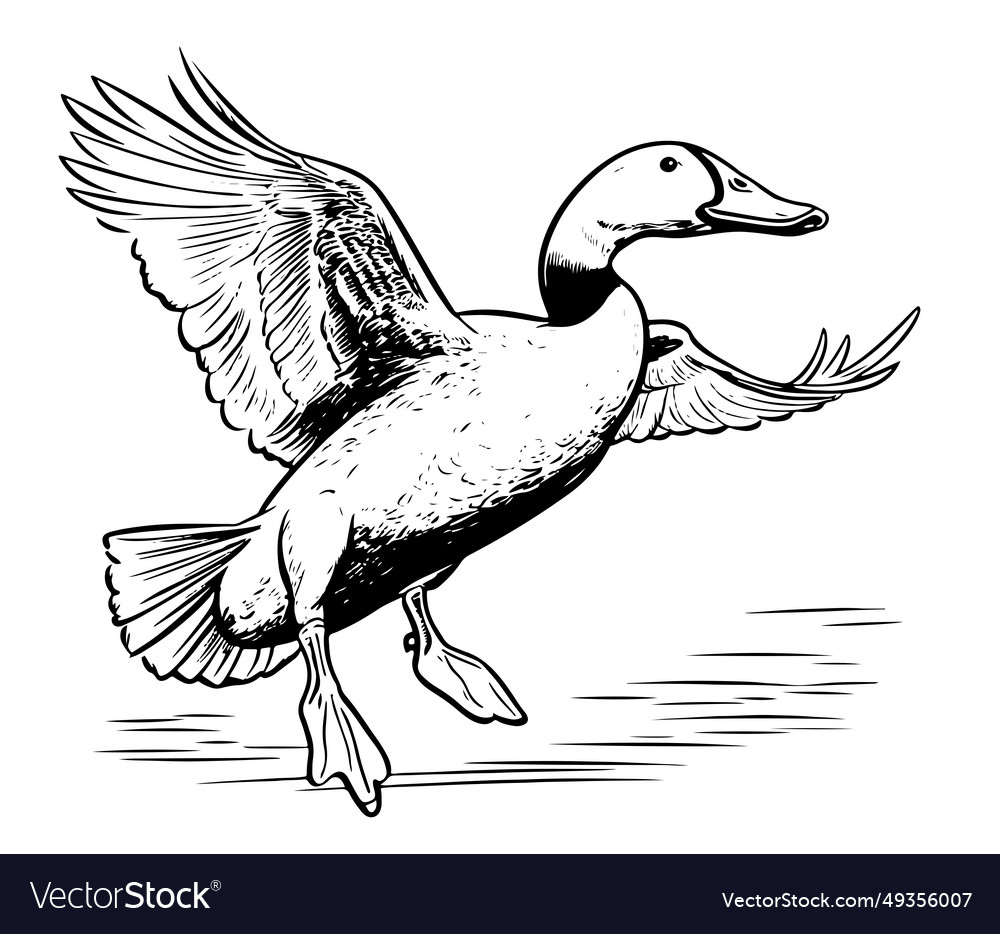 Duck flying sketch hand drawn Royalty Free Vector Image