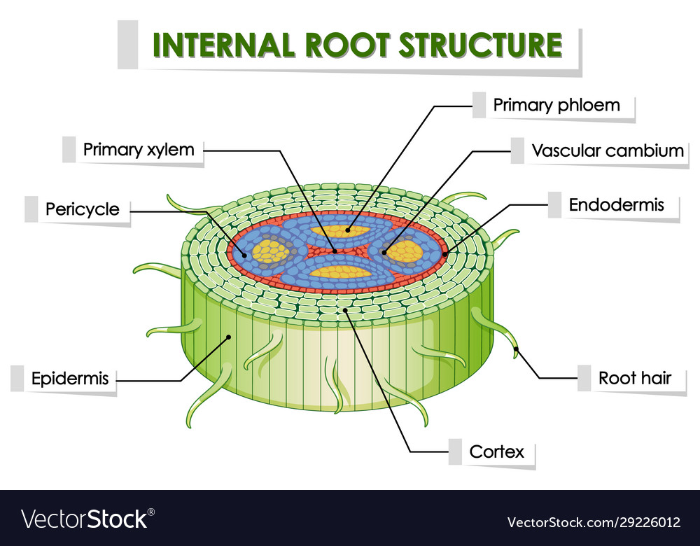 Diagram showing internal root structure Royalty Free Vector